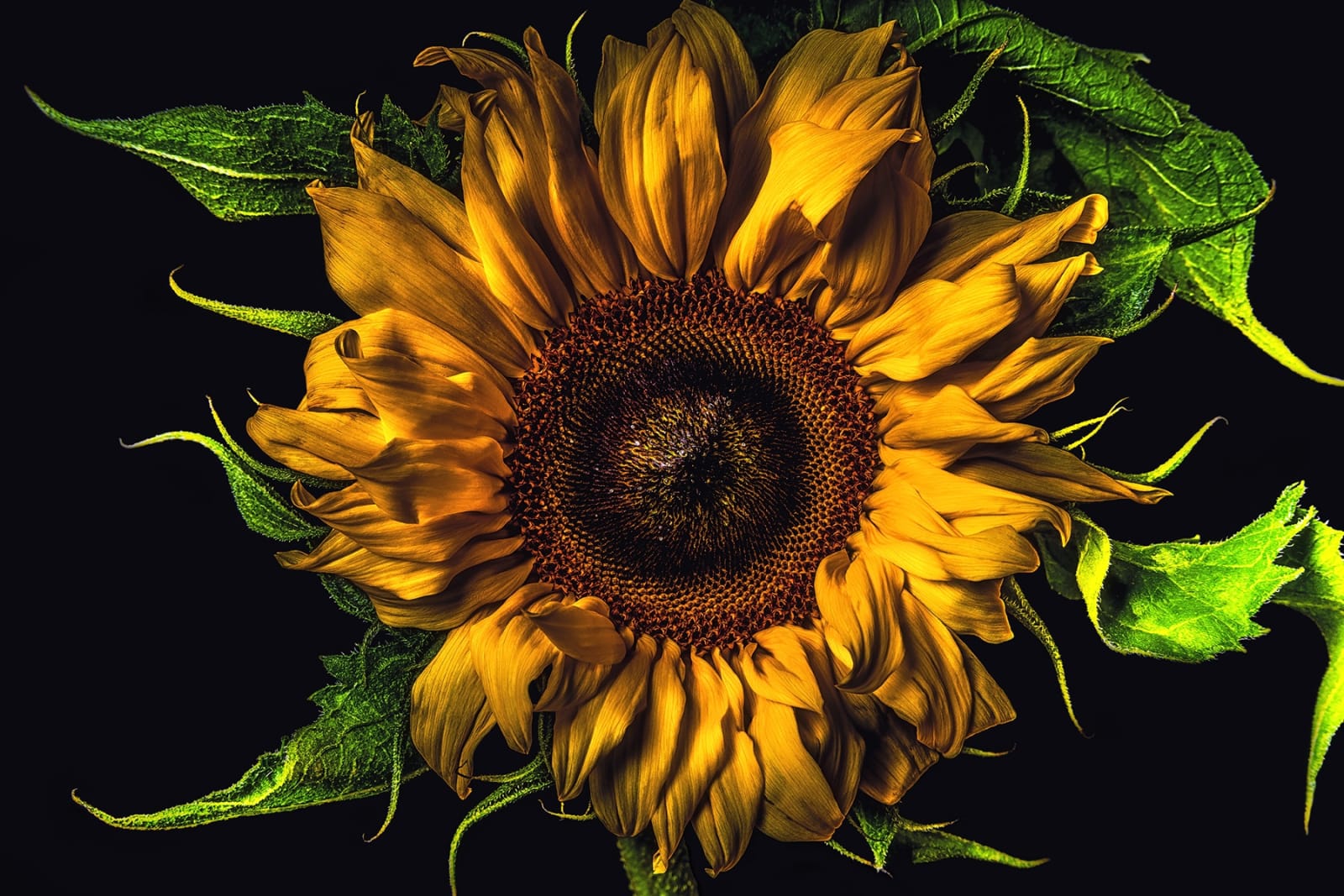 Floral study Sunflower number two Steve Gallagher