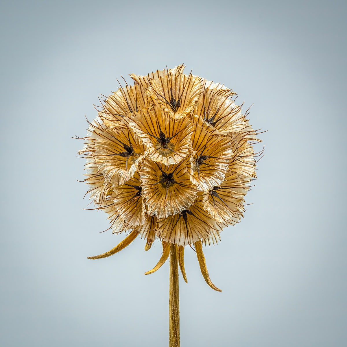 Floral studies Macro series Pincushion Steve Gallagher