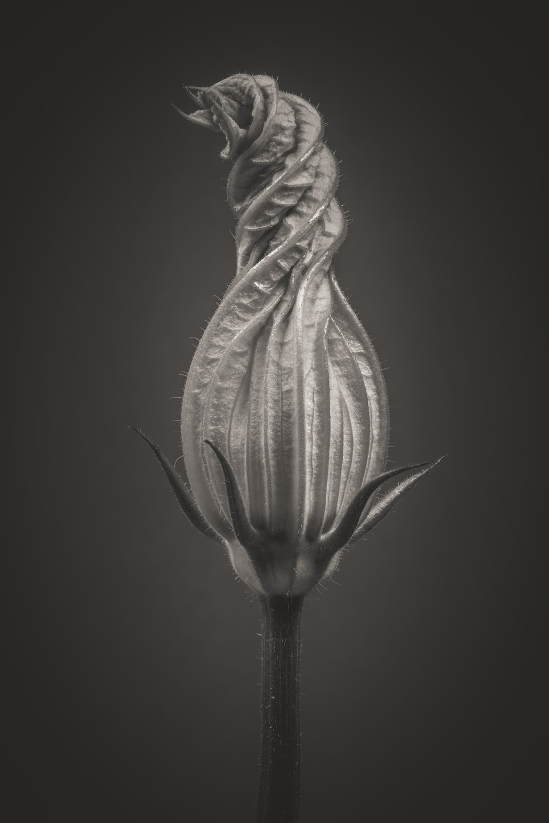 Floral studies Monochrome Courgette Flower Steve Gallagher