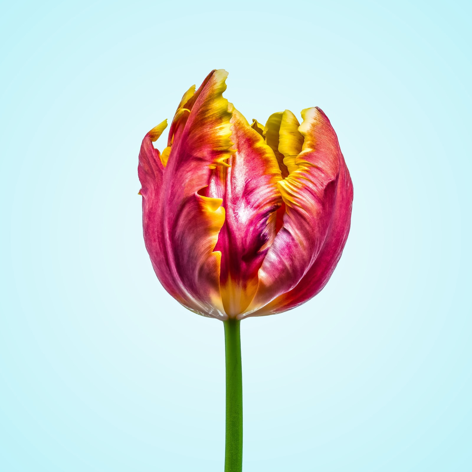 Floral studies Tulip series Parrot Tulip number one Steve Gallagher