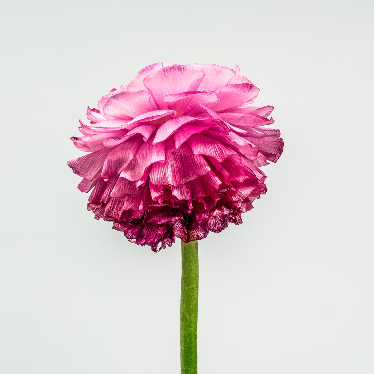 Floral studies Rose series Rose Study number two Steve Gallagher