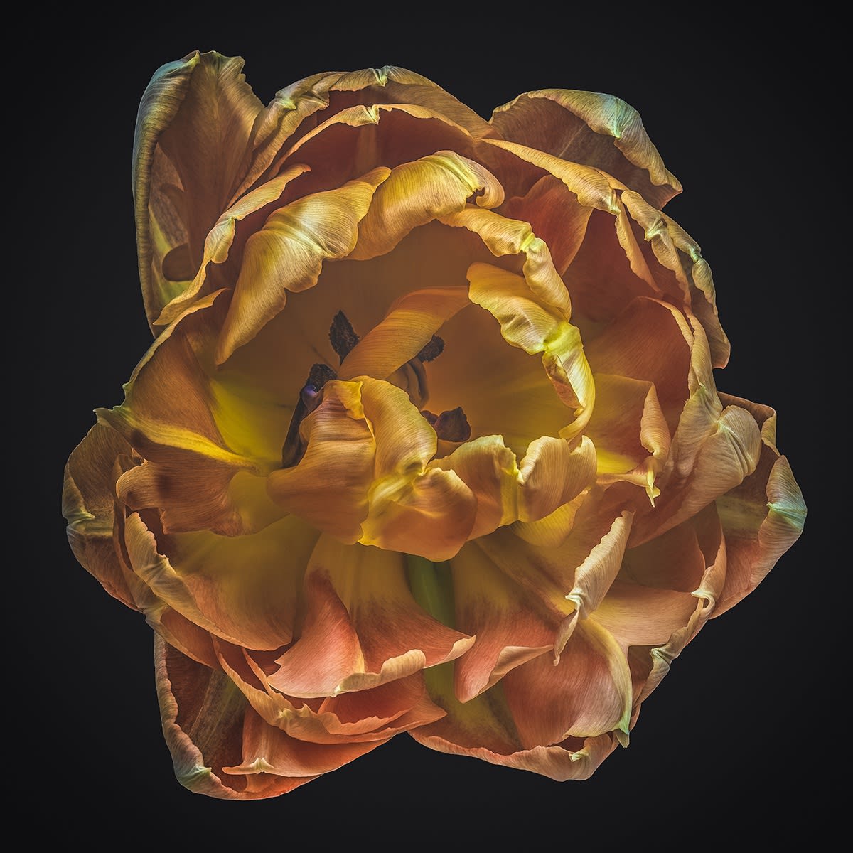 Floral studies Tulip series Golden Tulip Steve Gallagher