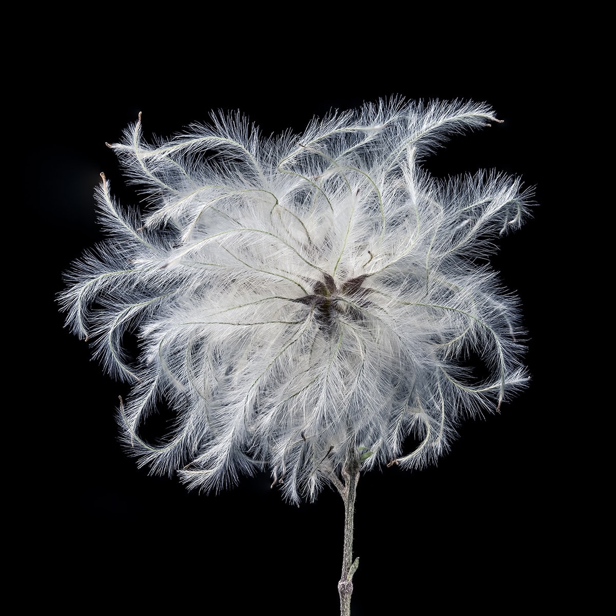 Floral studies Monochrome Along the River Adur number three Steve Gallagher