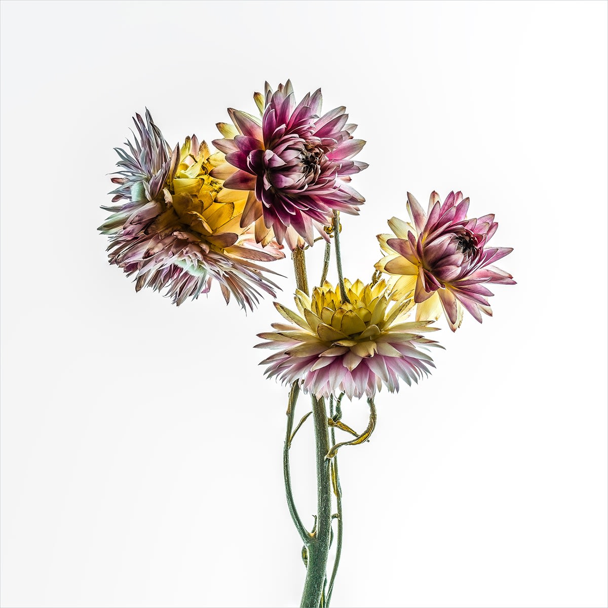 Floral studies Illuminated series From This Moment On Steve Gallagher