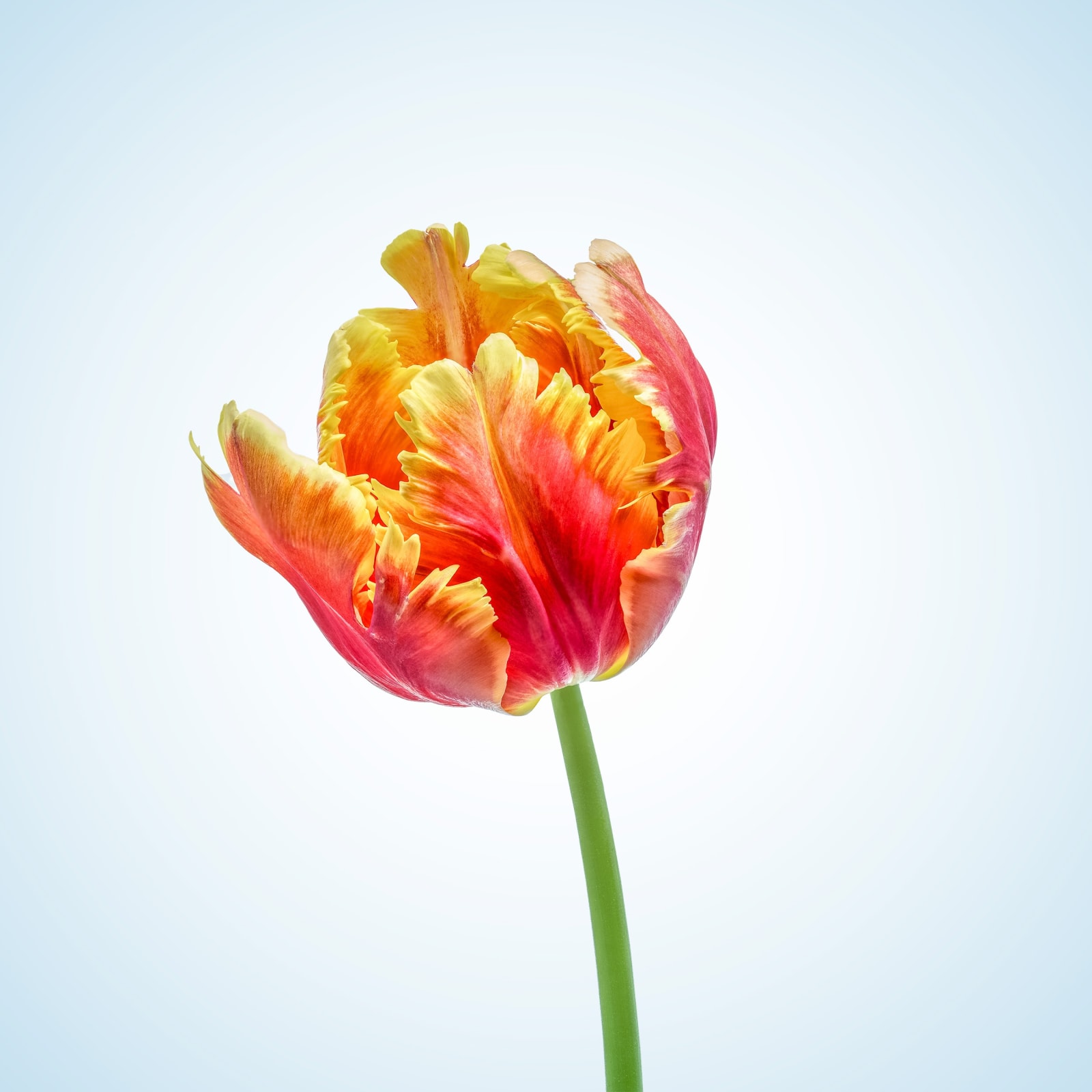Floral studies Tulip series Parrot Tulip number two Steve Gallagher
