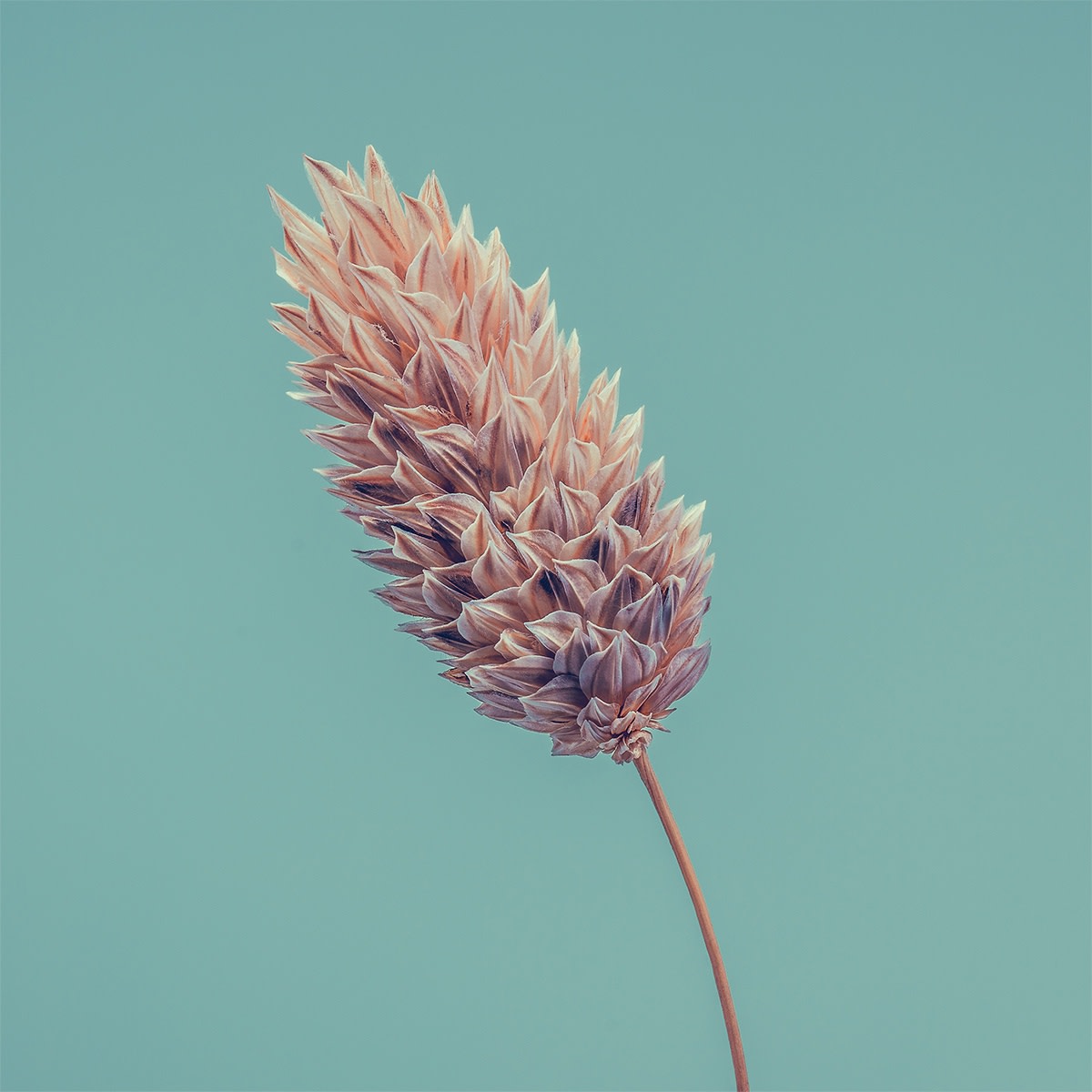 Floral studies Macro series Harvest Steve Gallagher