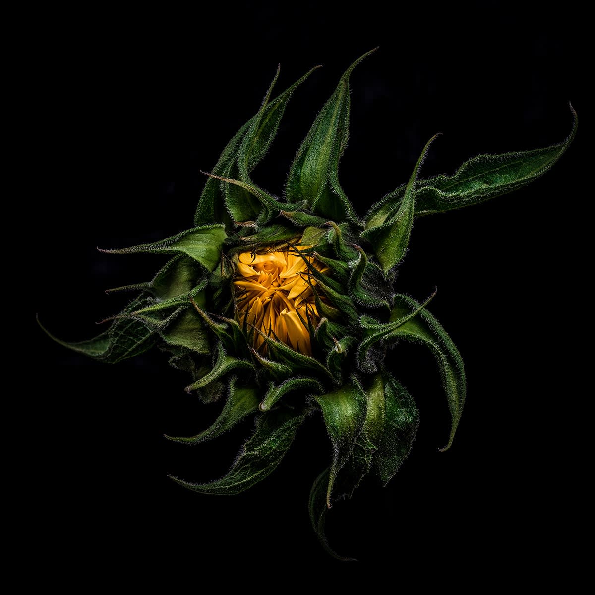 Floral study Sunflower number three Steve Gallagher