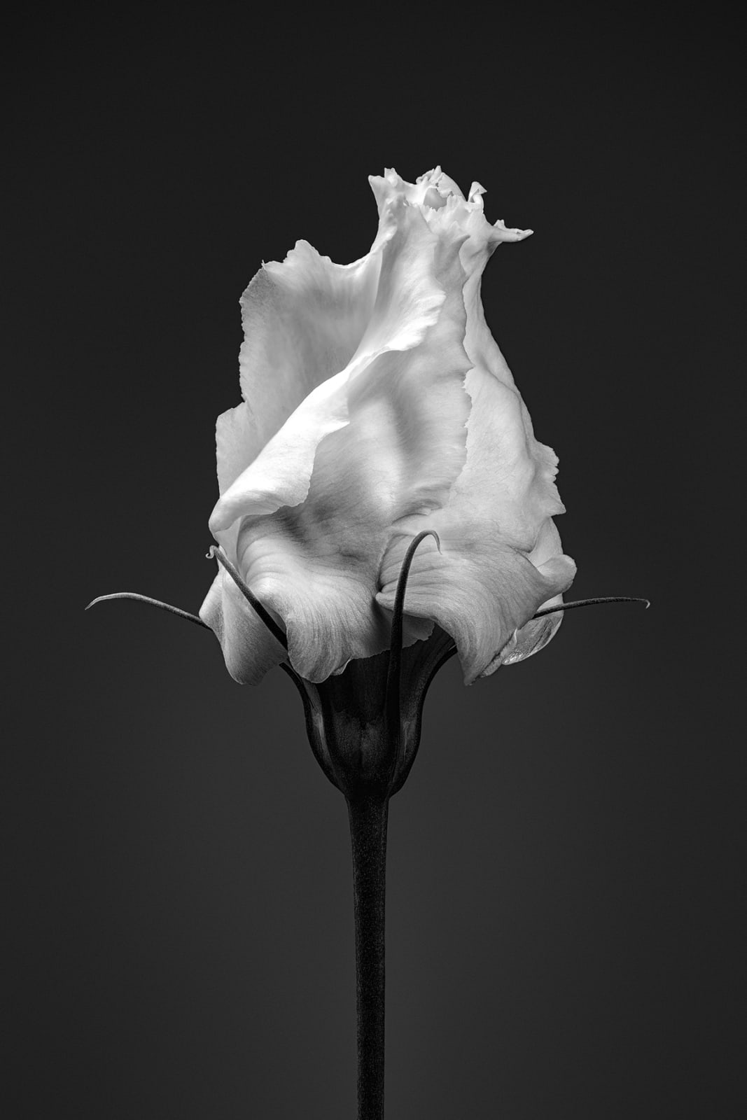Floral studies Monochrome Bloom number two Steve Gallagher