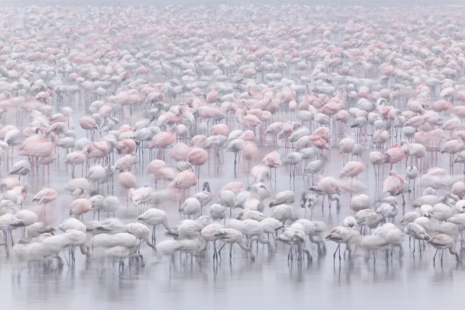 Ingo Arndt, Lesser Flamingos
