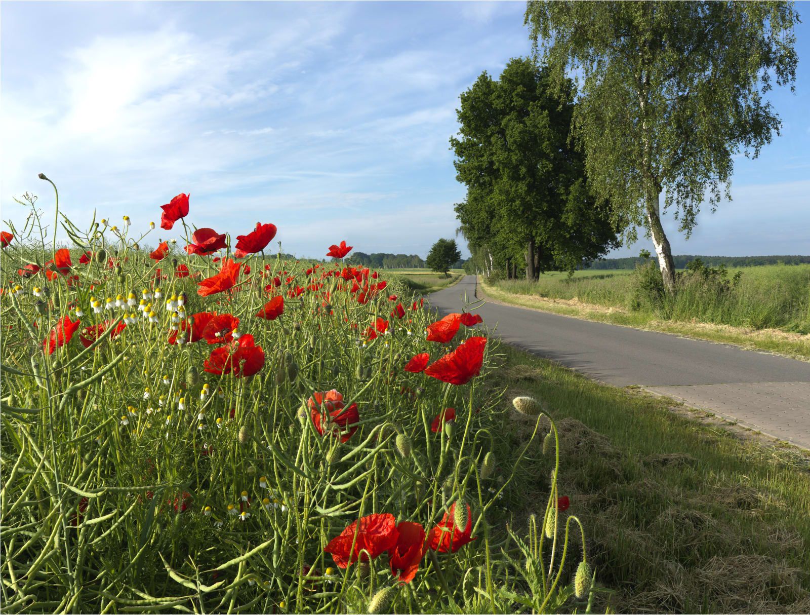 Ralf Peters, Mohn, 2014/15