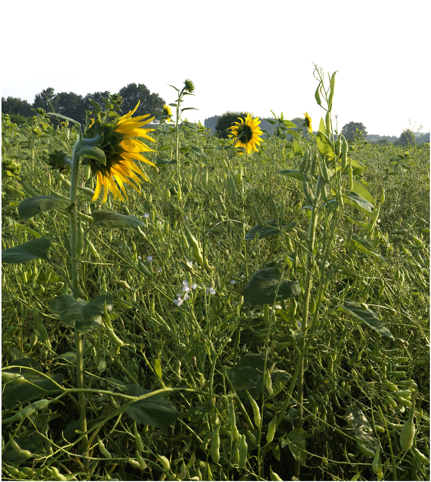Ralf Peters, Sonnenblumen 1, 2014/15