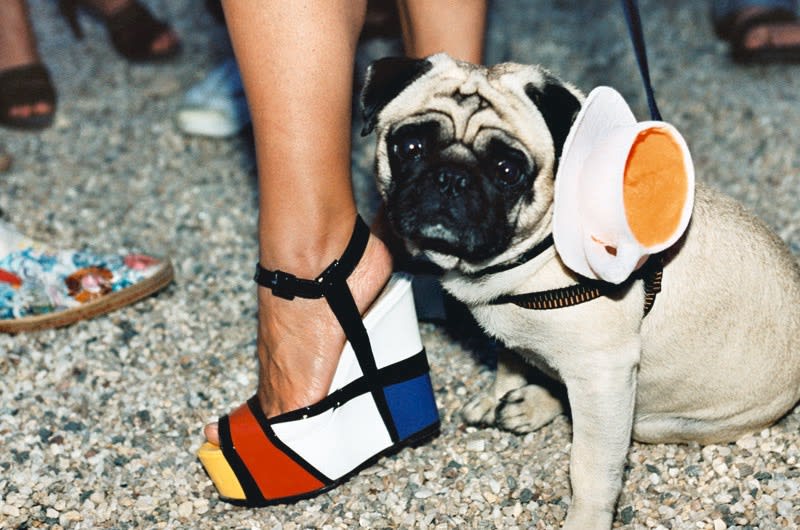 Jessica Craig-Martin, Mondrian Teacup Pug (Robert Wilson Center Benefit, Watermill) , 2007
