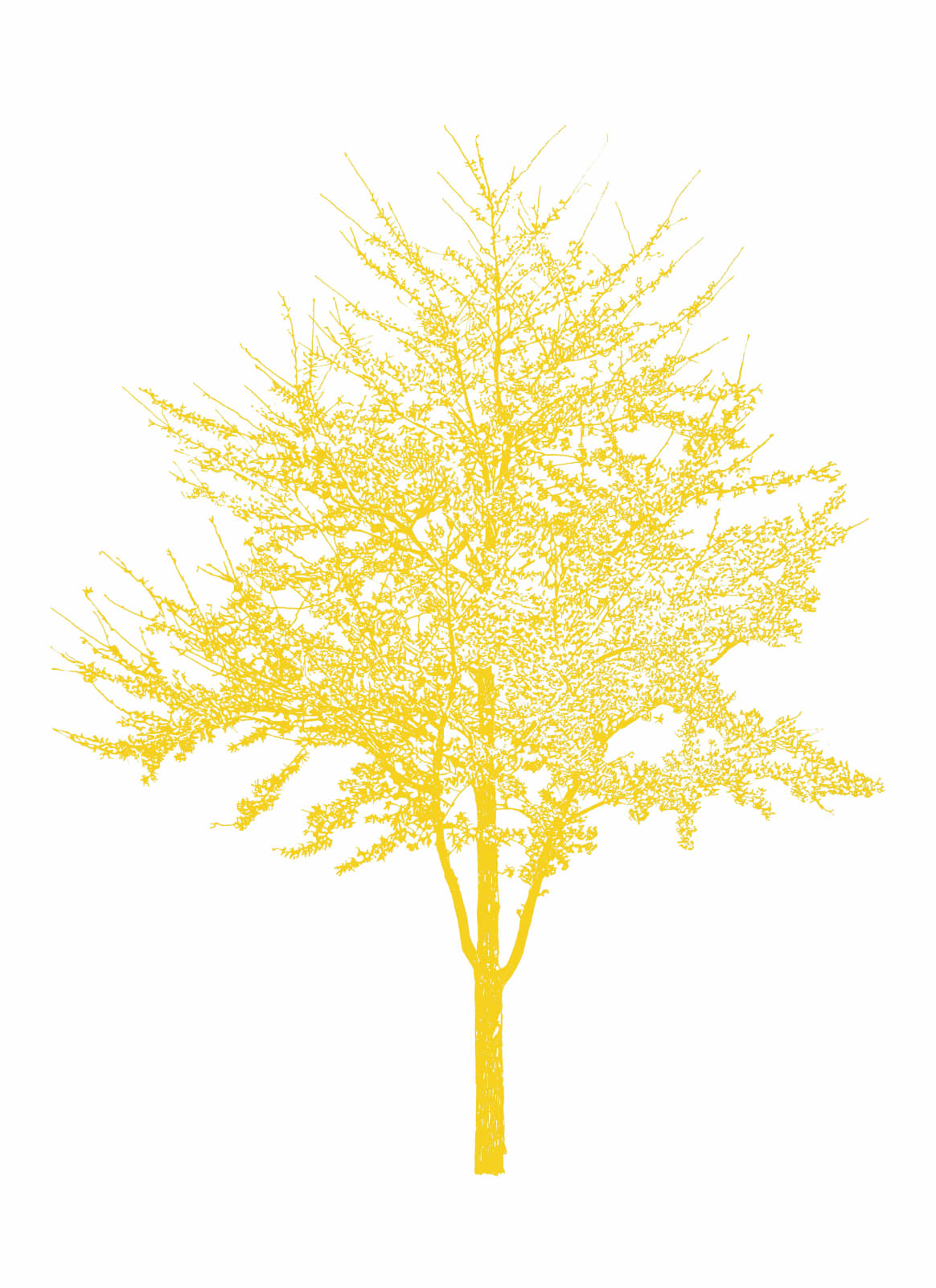 Eamon O'Kane, Yellow Baum Test, 2022