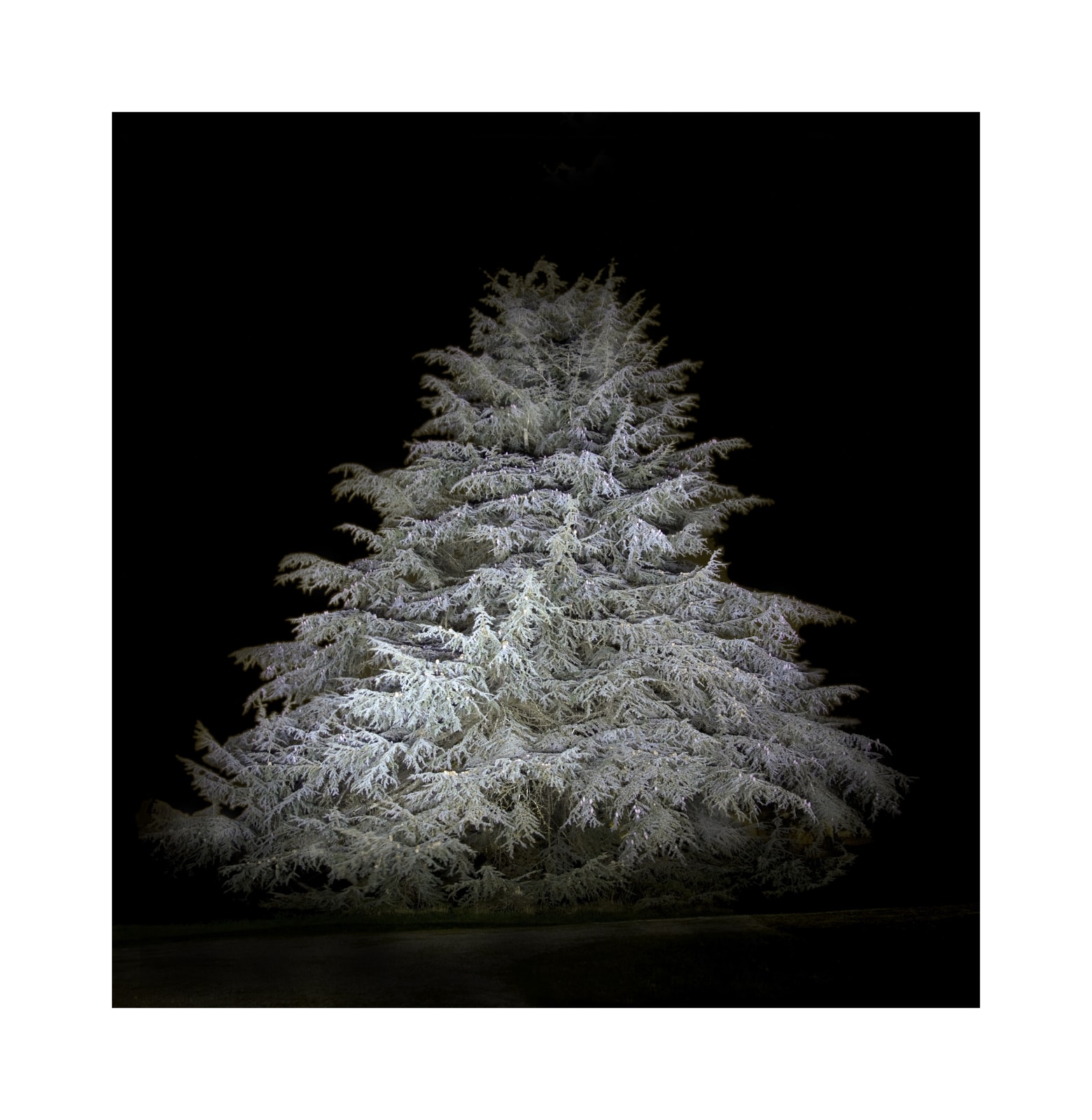 Ralf Peters, Night Colours - Baum 4, 2012