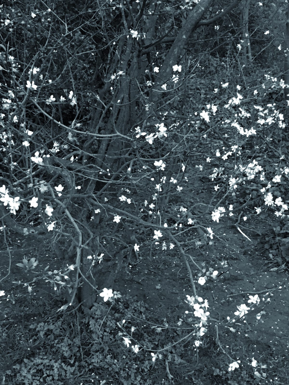 Sue Arrowsmith, Starlight, 2016