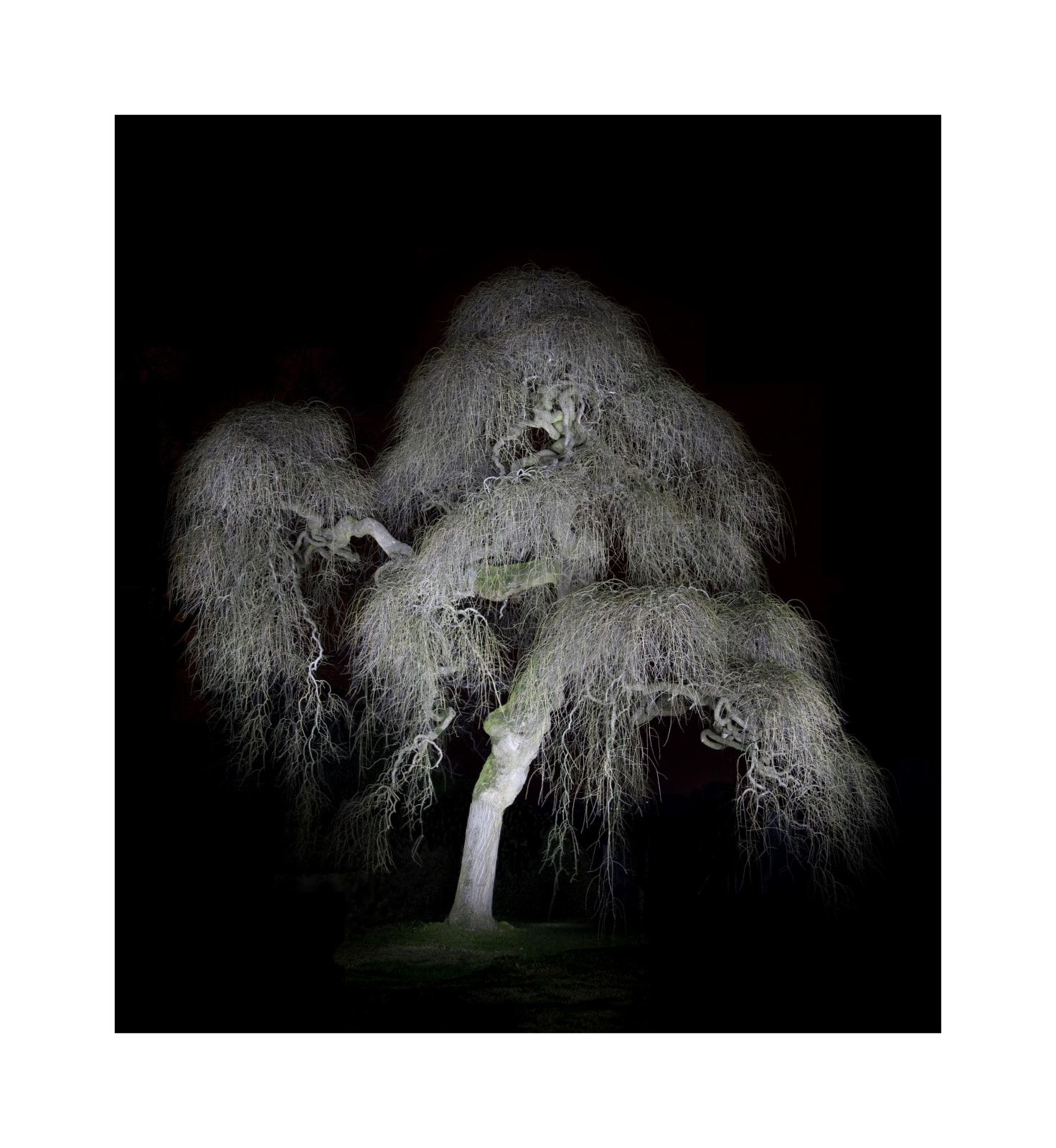 Ralf Peters, Night Colours - Baum 3, 2010