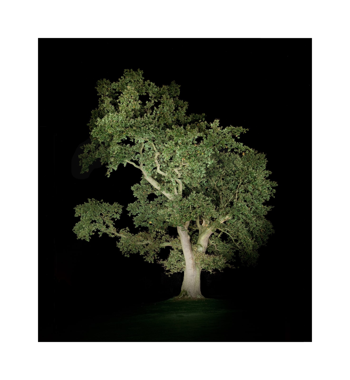 Ralf Peters, Night Colours - Baum 5, 2012