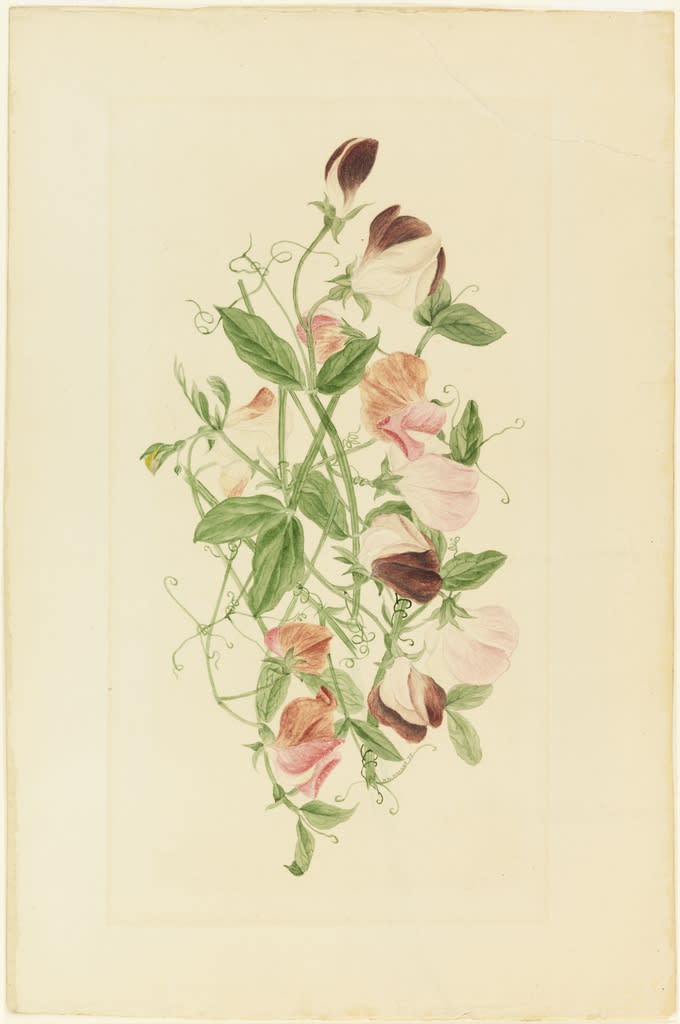 Henrietta Benson Homer Sweet Peas, 1875