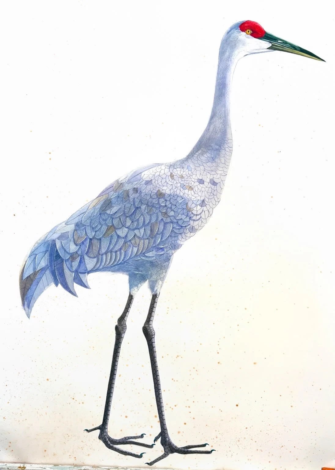 Scott Kelley EAST RED CROWN SANDHILL CRANE, 2025 Watercolor on paper 40 x 30 in 101.6 x 76.2 cm Available at Surovek Gallery