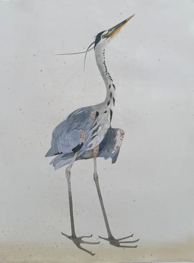Scott Kelley GREAT BLUE HERON LOOKING UP, 2025 Watercolor on paper 40 x 30 in 101.6 x 76.2 cm Available at Surovek Gallery