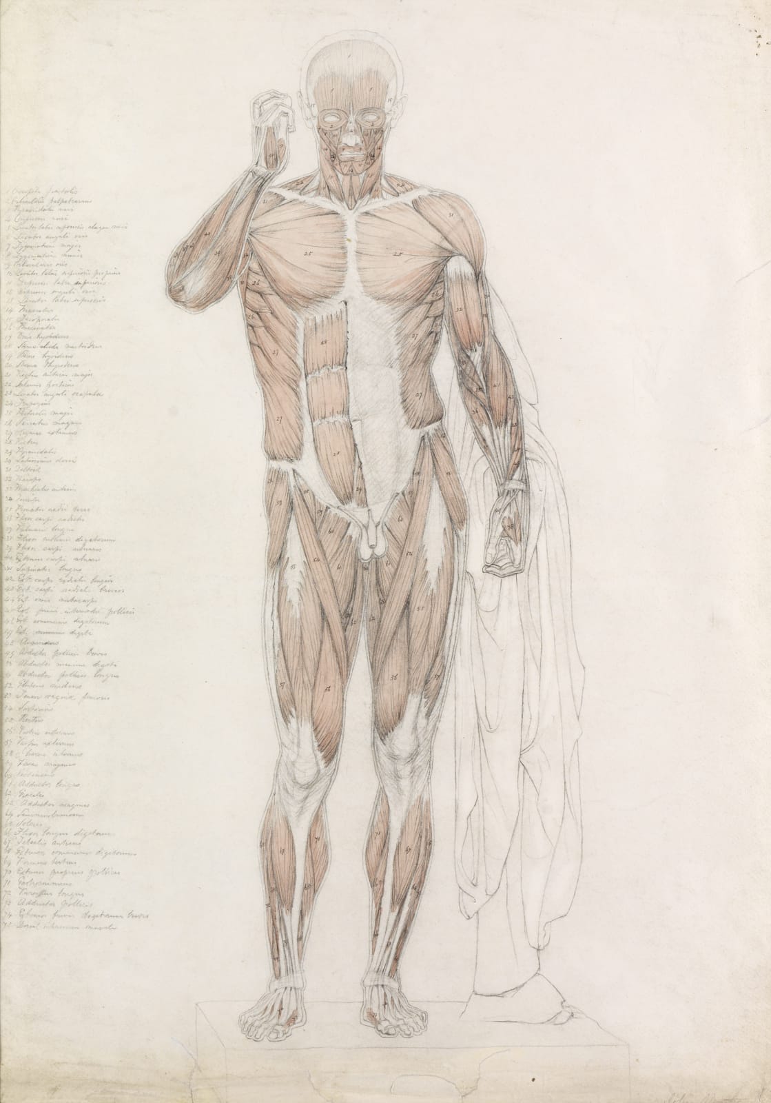 John Bathe (1849-1874), Anatomical Study: Human Musculature, in Contrapposto