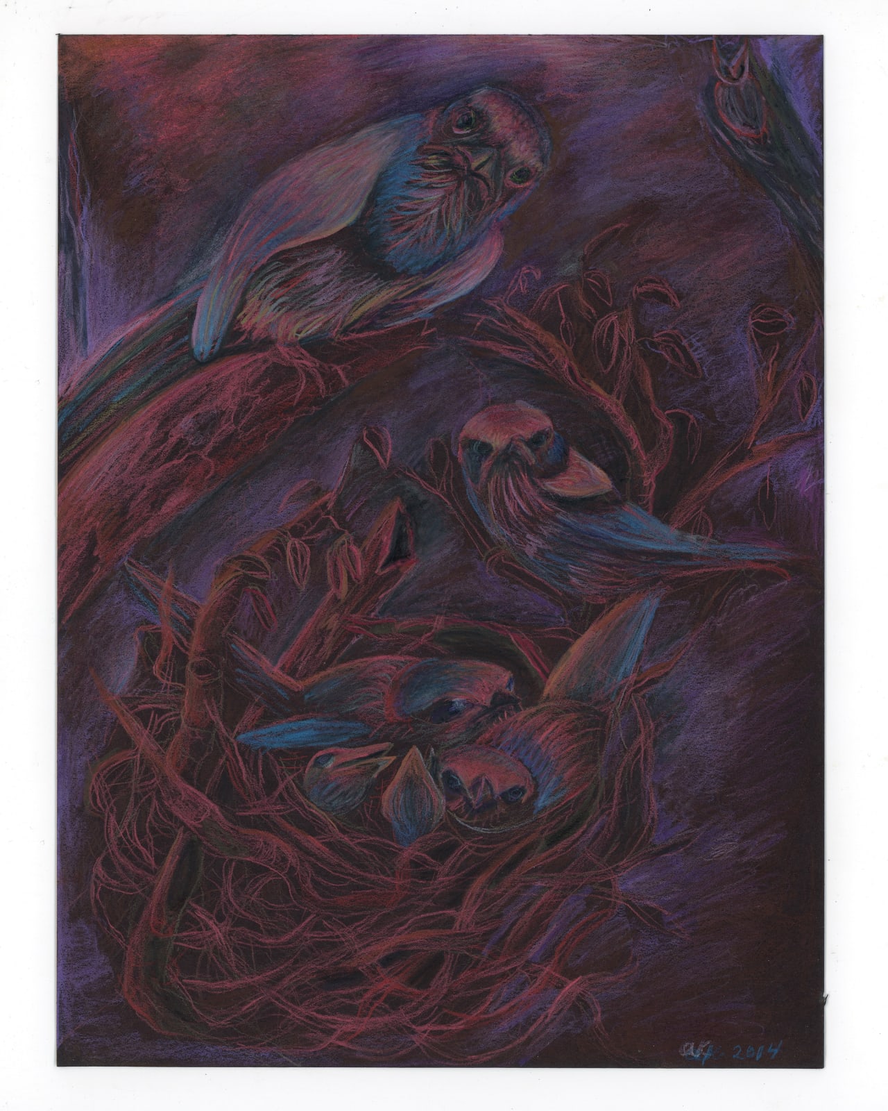 ALEXA KLEINBARD, florida scrubjay mama with chicks