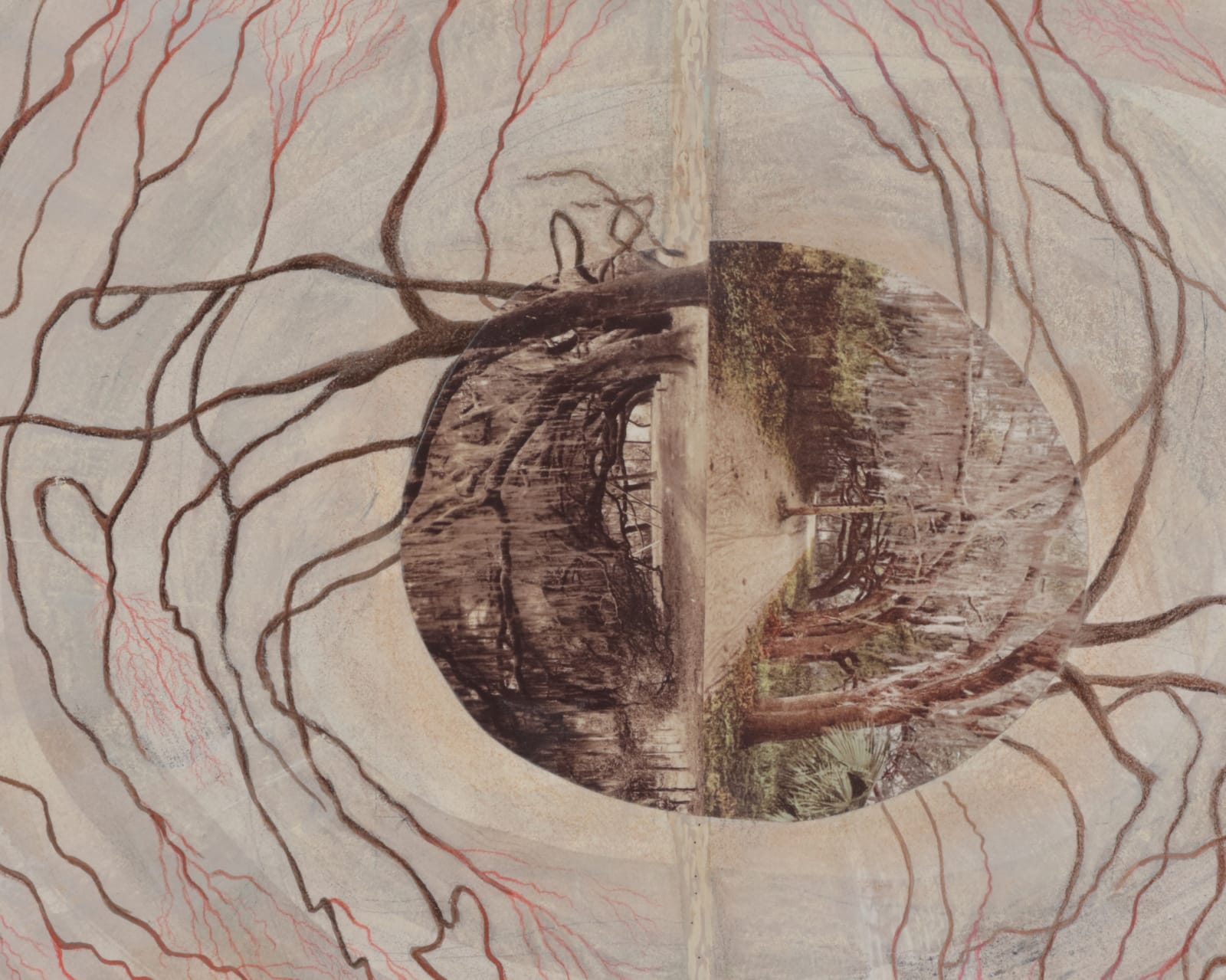 MARCY HERMANSADER, rooted, 2019