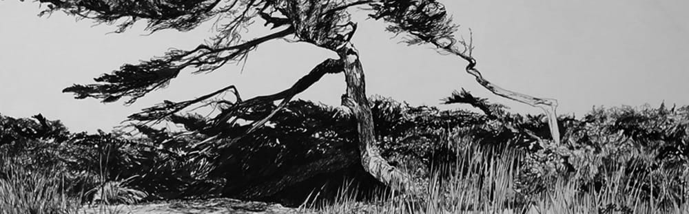 Jo Reitze, Windswept Trees, 2020