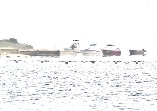 Anne Spudvilas, Pelican Patrol