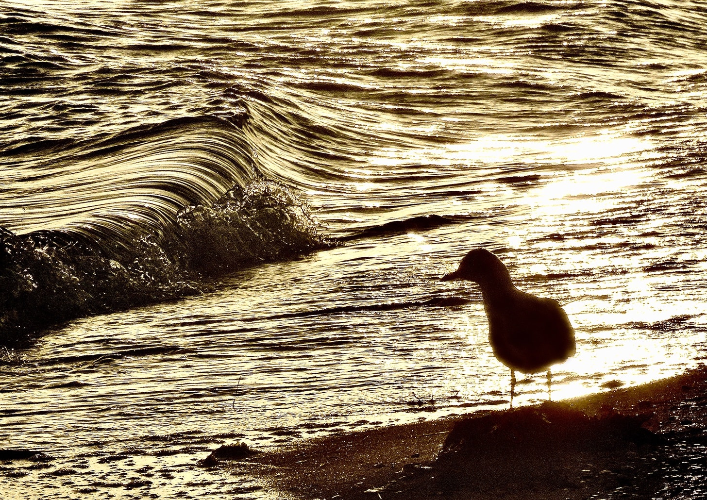 Anne Spudvilas, Solitary Watcher