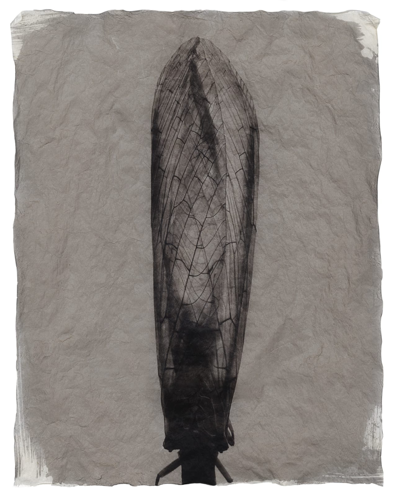 Gregor Törzs, Tiffany