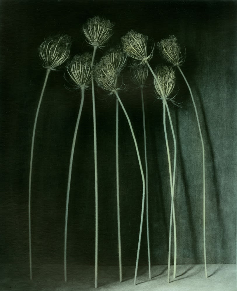 Ingar Krauss, Wilde Möhre