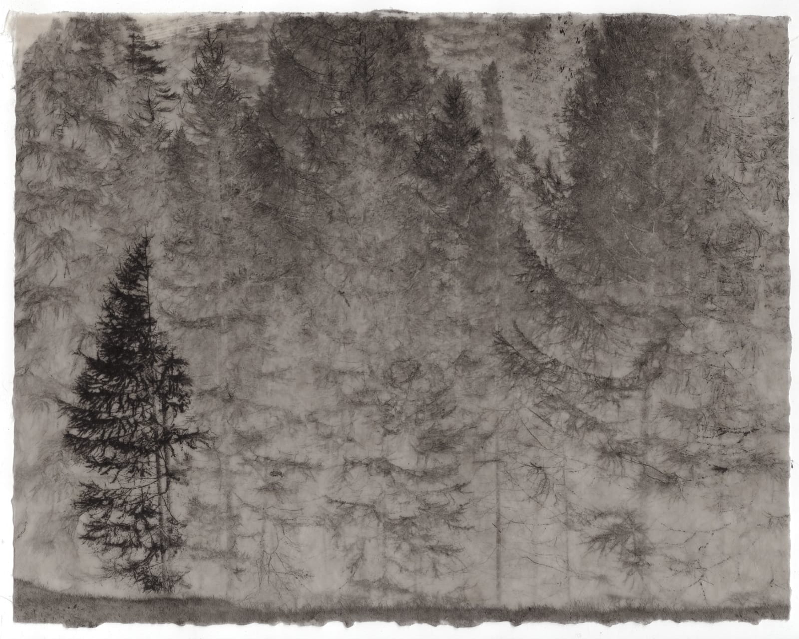 Gregor Törzs, Larix Alpine No. 2, 2024