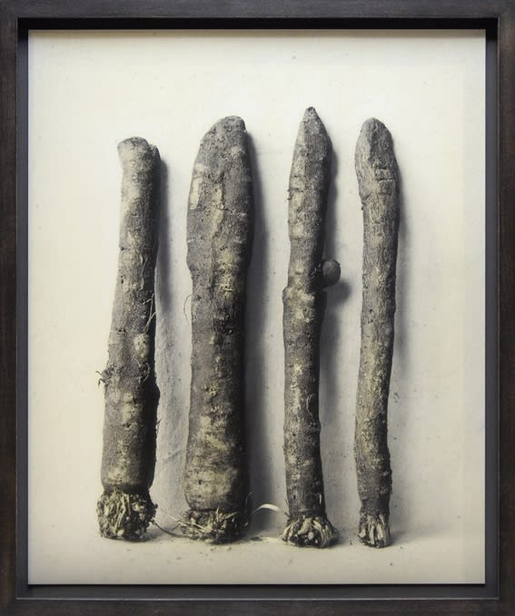 Ingar Krauss, Schwarzwurzel, 2018