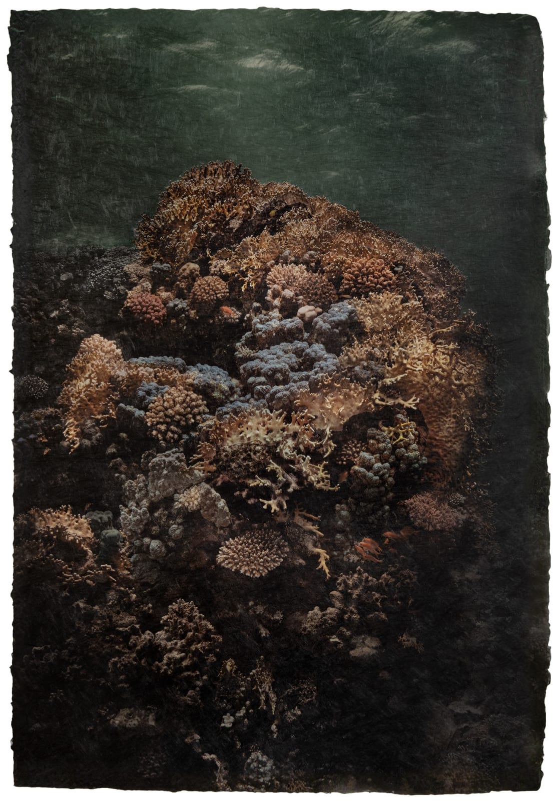 Gregor Törzs, Underwater - Grand Coral, 2024