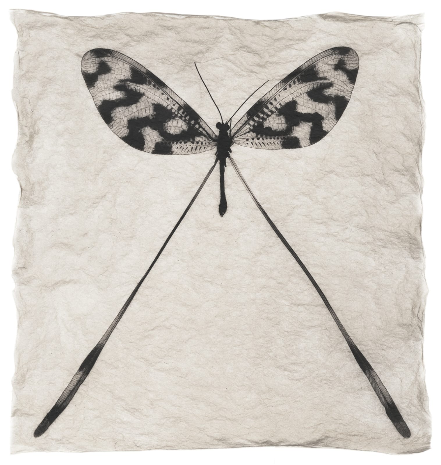 Gregor Törzs, Schleife