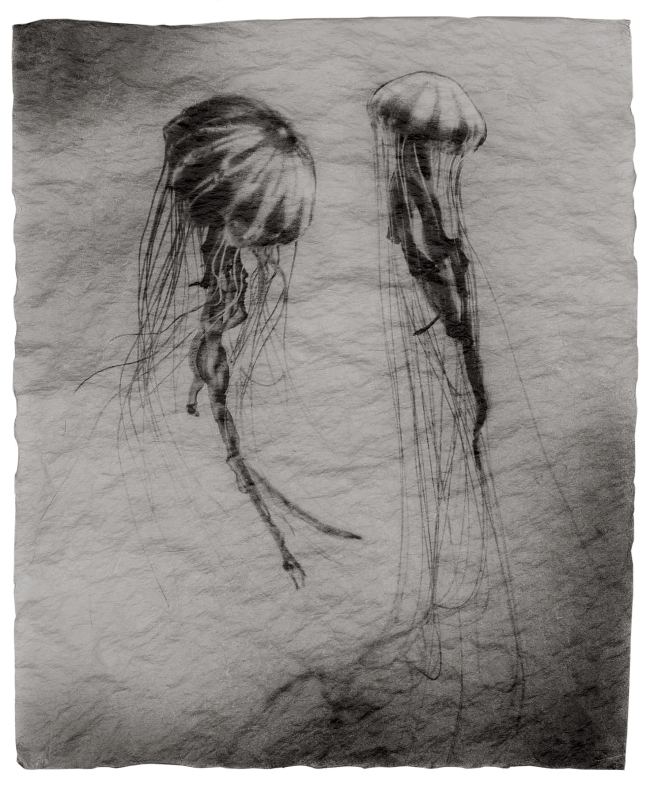 Underwater - Jellyfish 1