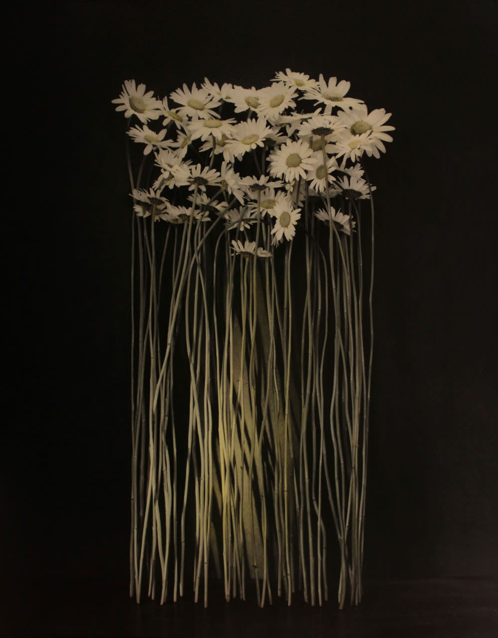 Ingar Krauss, Margeriten