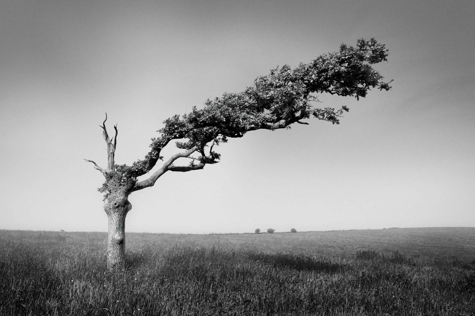 Streamlined, South Downs, Spring 2022