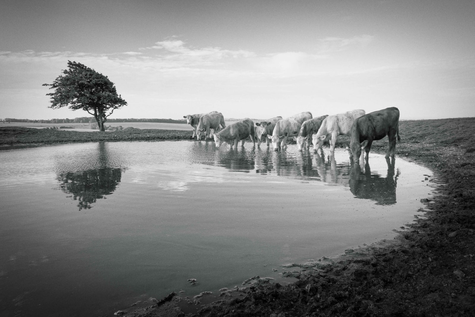 Beauty Parade, South Downs, Spring 2022