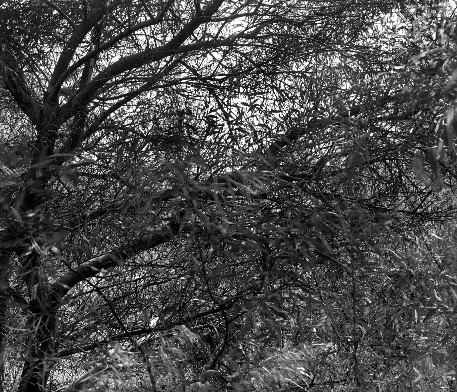 Tree [Ayalon #1], 2001