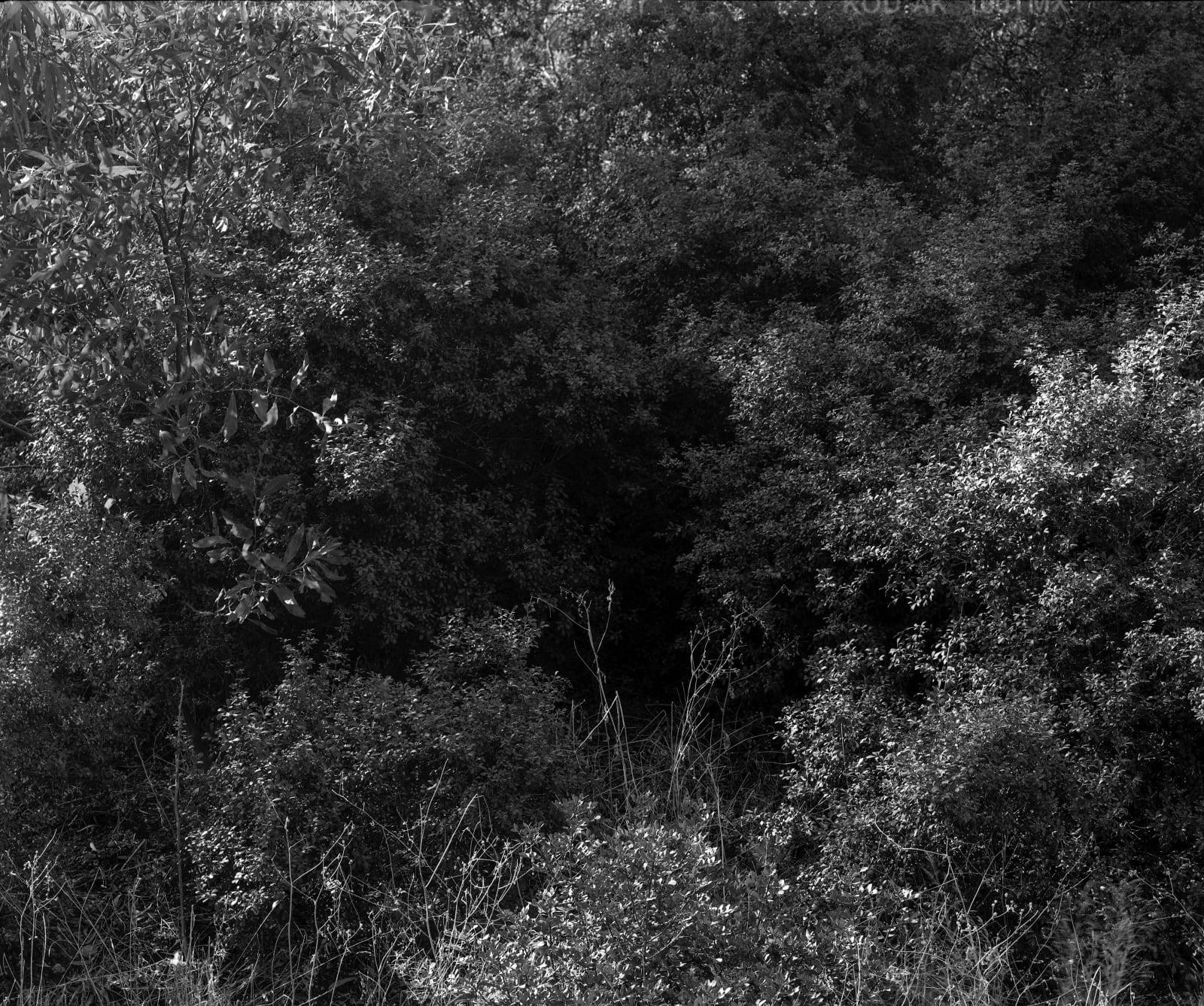 Flora, Ayalon [#3], 2003