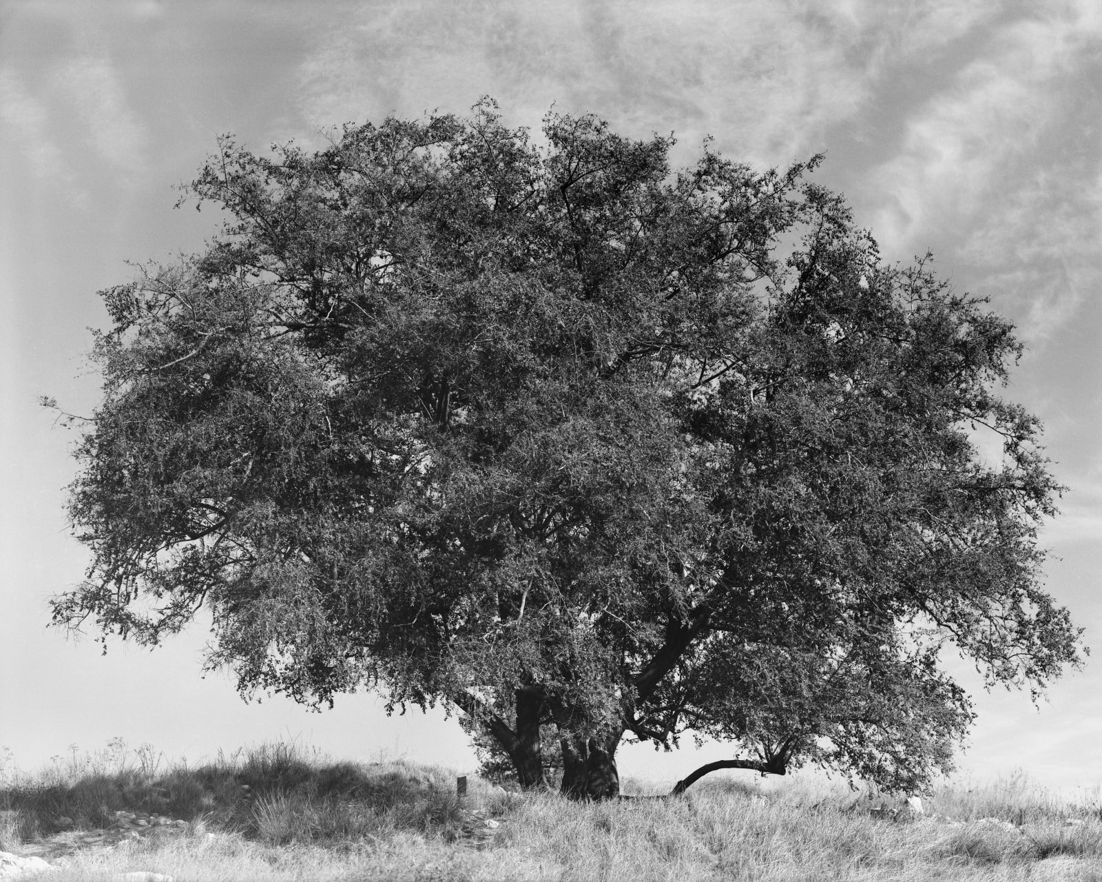 Tree [plum] , 2018