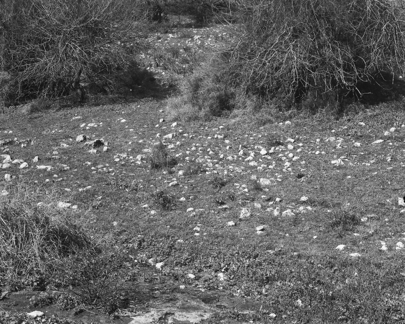 Beit Keshet [#2] (After Eli-Ben-Zvi), 2020