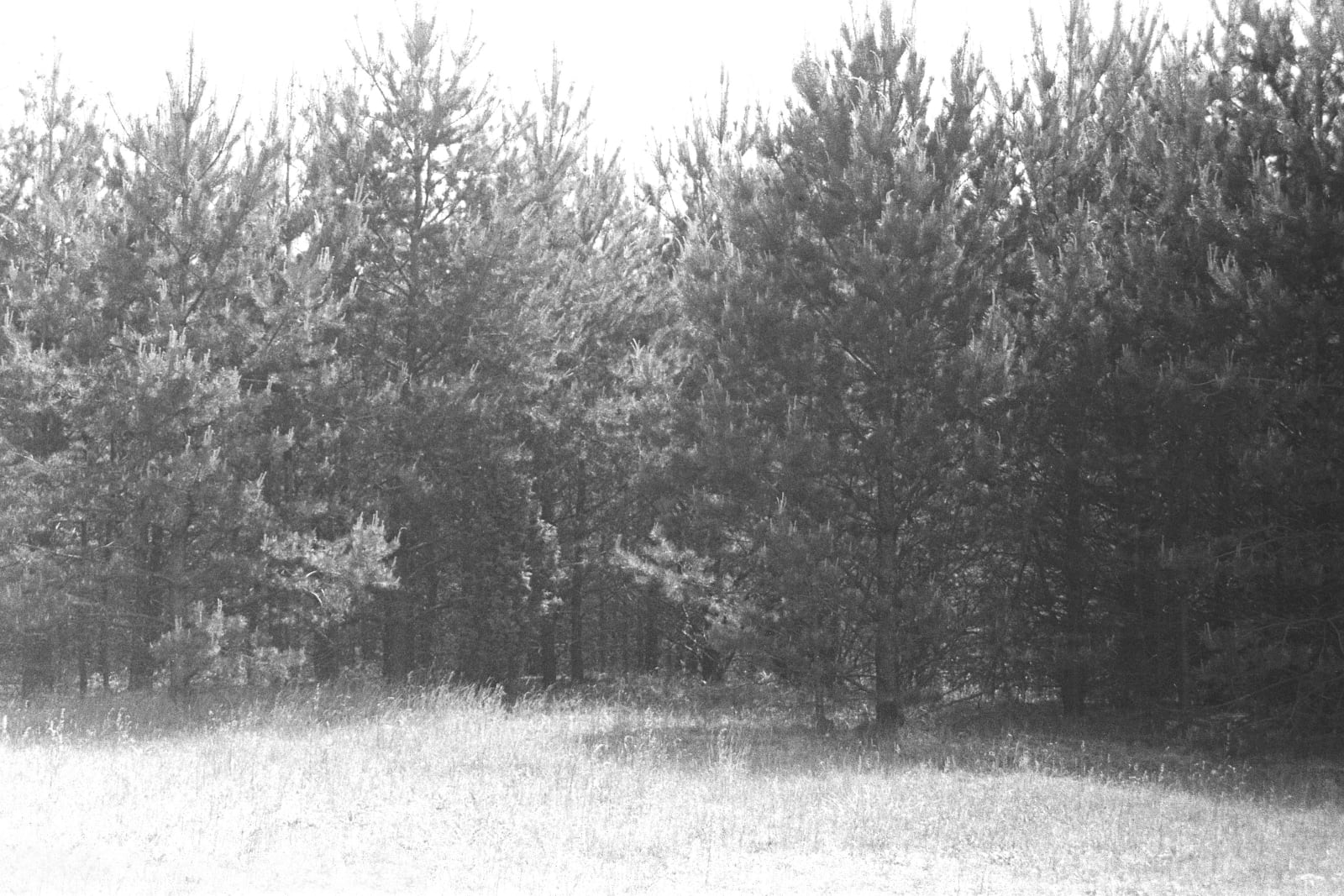White Forest [White Panorama #4], 2003