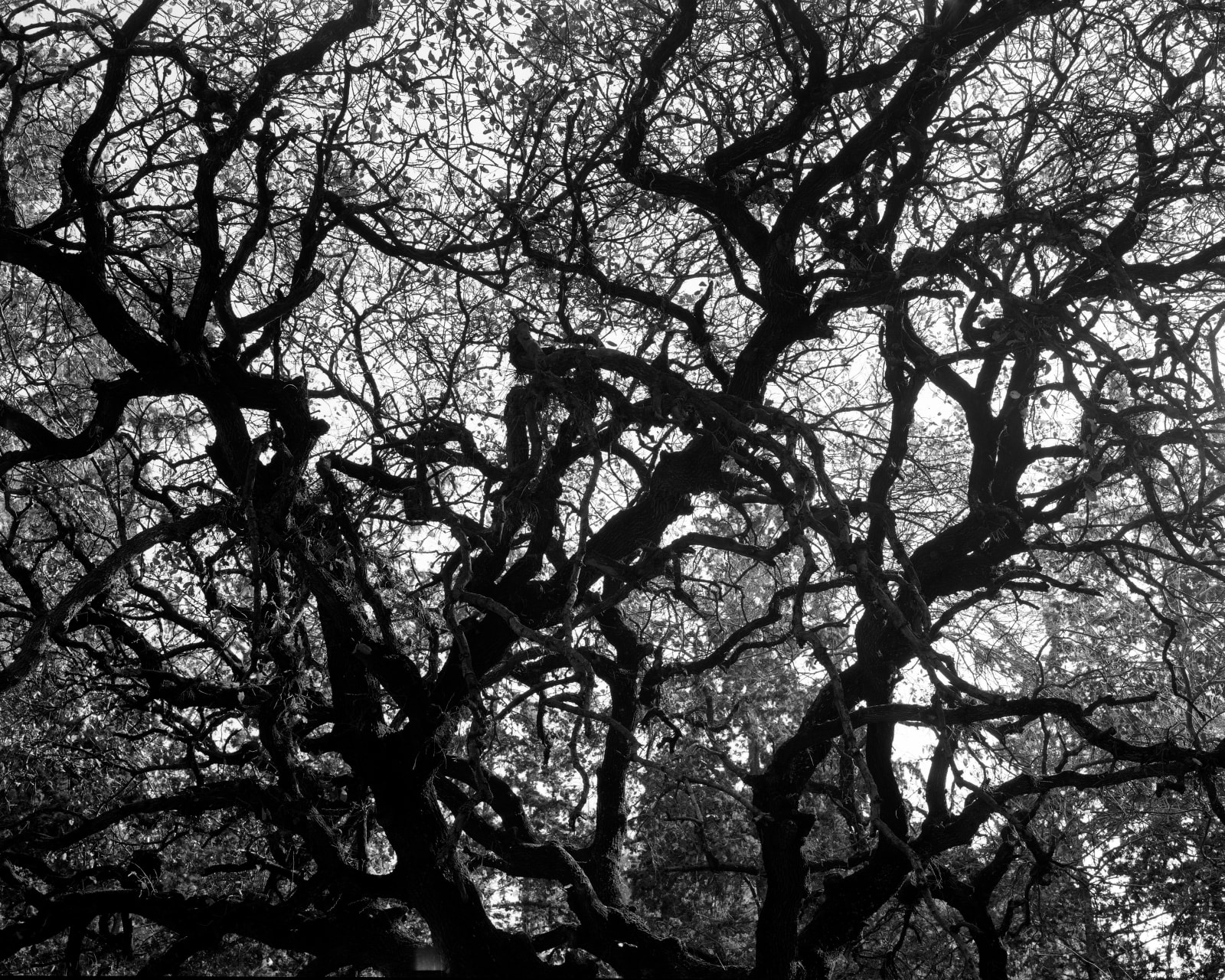 Beit Keshet Forest [#1] (After Eli-Ben-Zvi), 2020