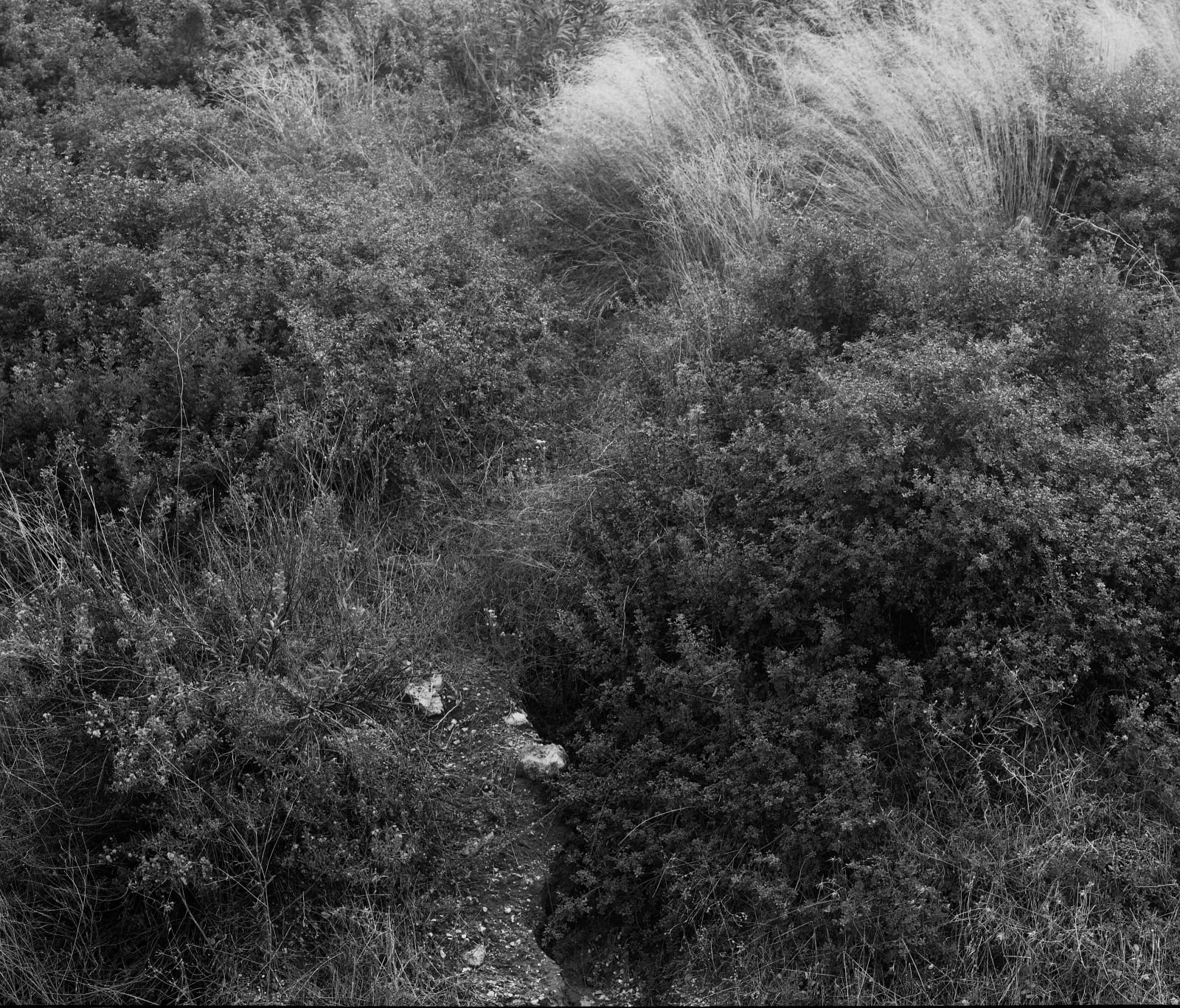 Flora, Ayalon [#1], 2003