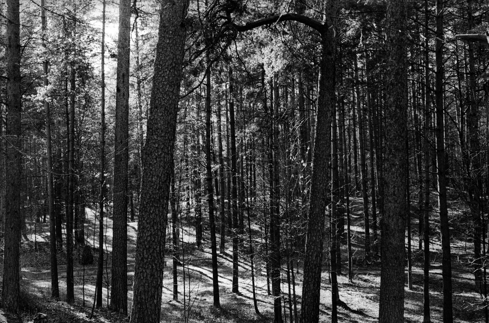 Black Forest [#7], 2004