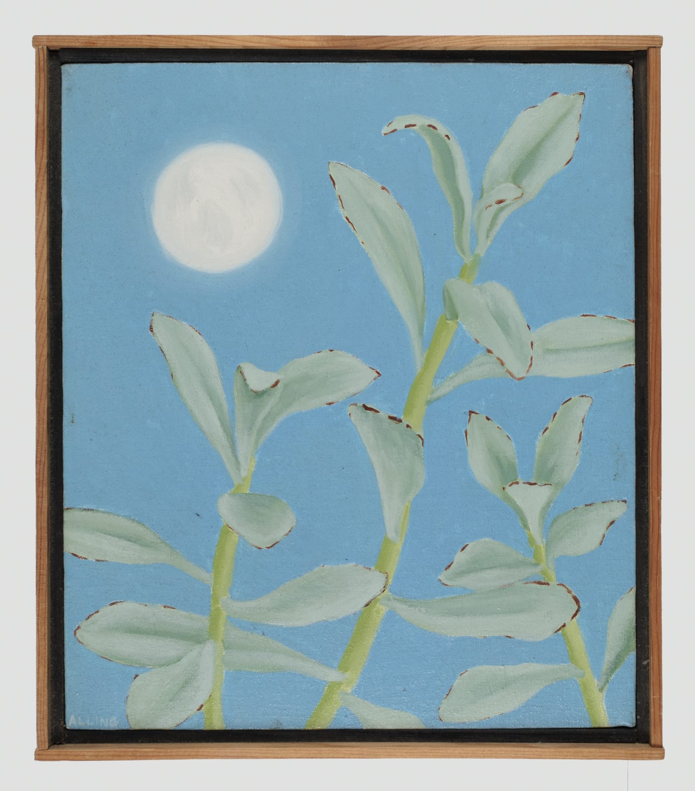Janet Alling Lambs Ears with Moon, 1981 oil on canvas 14 x 12 in