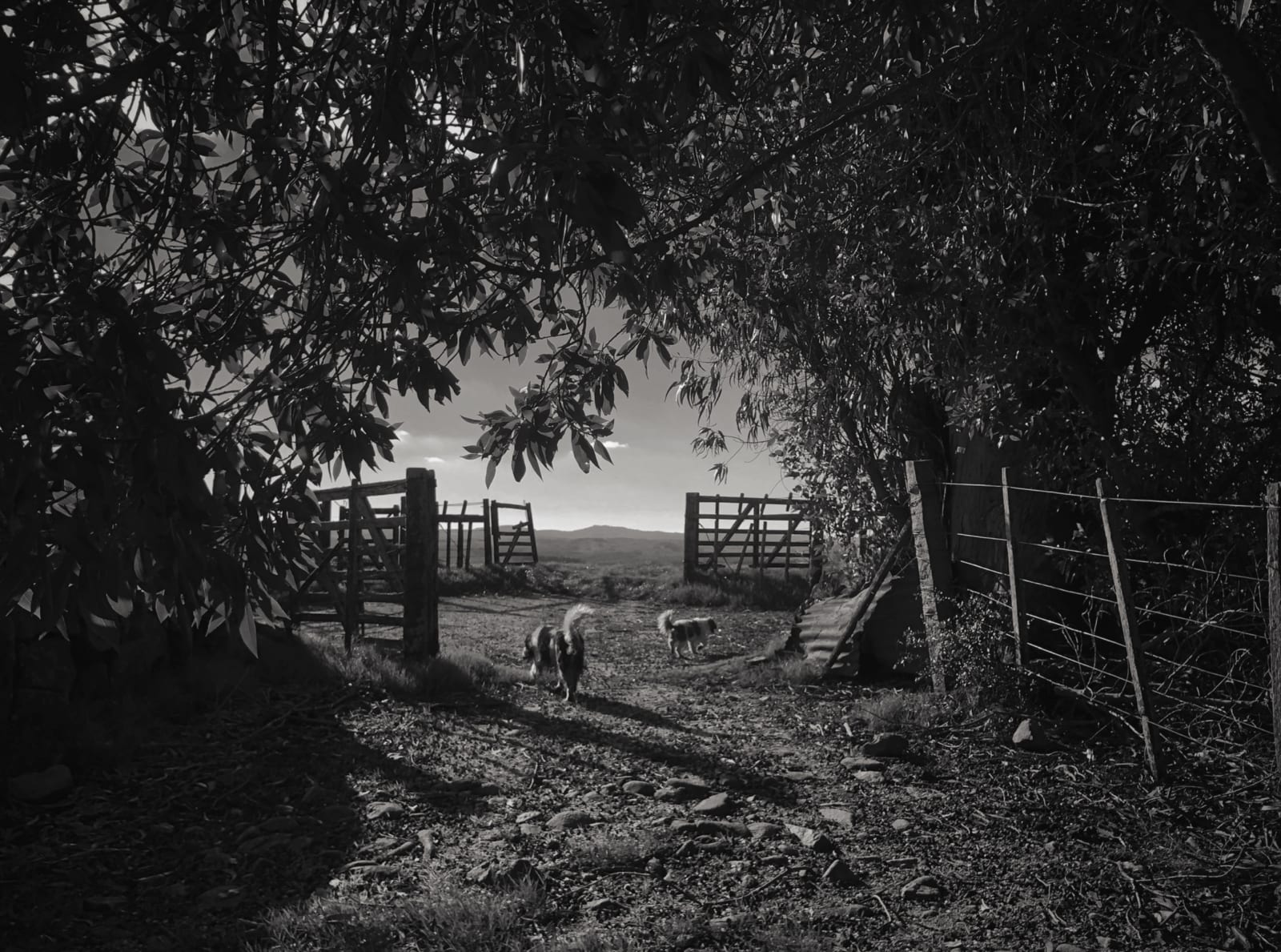 Heidi Lender, Untitled (B&W), POSTCARD FROM URUGUAY